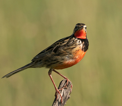 Rosy-brested longclaw - Grumeti