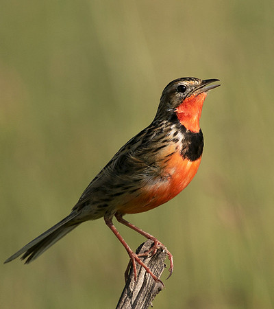 Rosy-brested longclaw - Grumeti