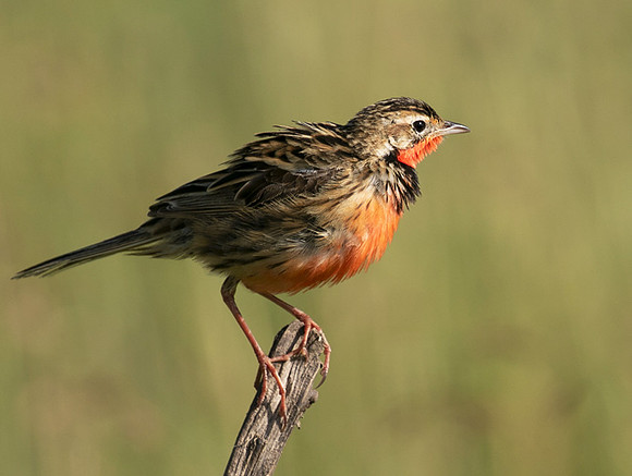 Rosy-brested longclaw - Grumeti