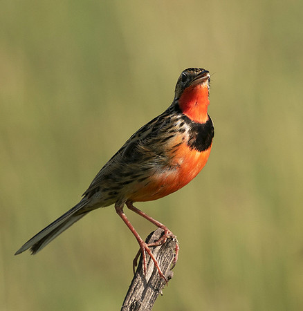 Rosy-brested longclaw - Grumeti