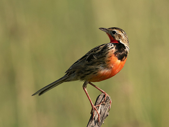 Rosy-brested longclaw - Grumeti