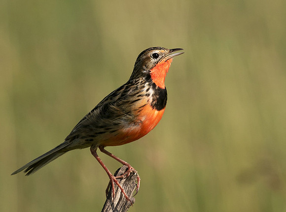 Rosy-brested longclaw - Grumeti