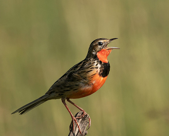 Rosy-brested longclaw - Grumeti