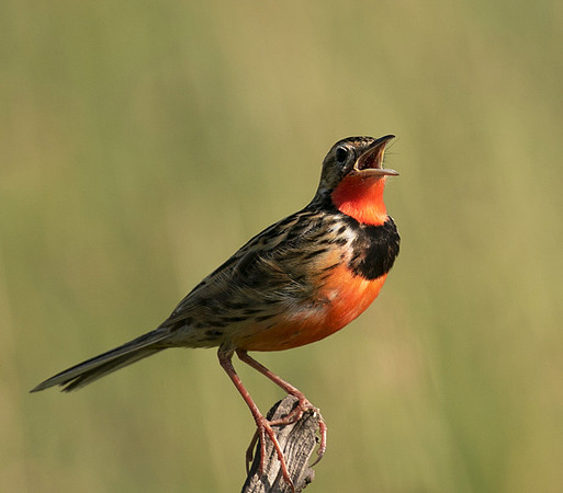Rosy-brested longclaw - Grumeti