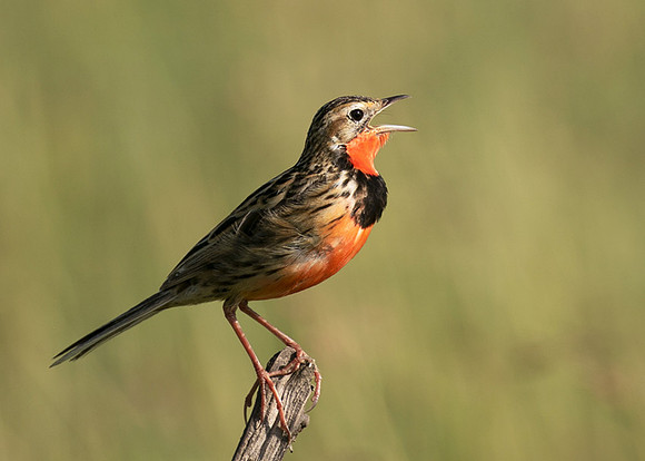 Rosy-brested longclaw - Grumeti