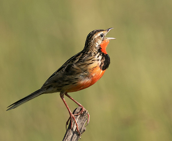 Rosy-brested longclaw - Grumeti