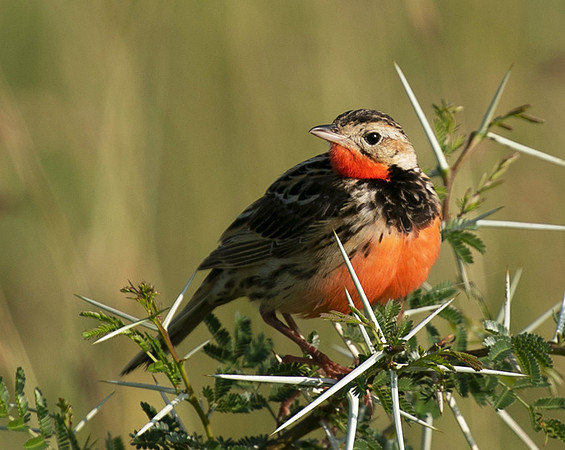 Rosy-brested longclaw - Grumeti