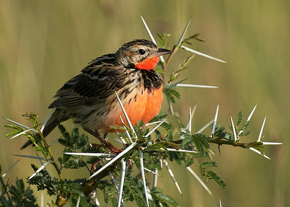 Rosy-brested longclaw - Grumeti
