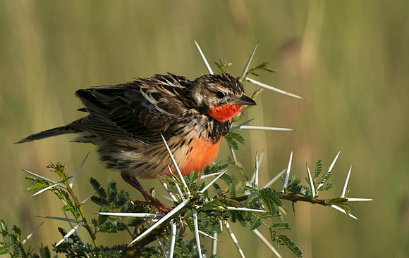 Rosy-brested longclaw - Grumeti