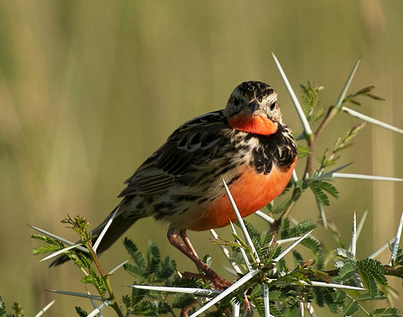 Rosy-brested longclaw - Grumeti