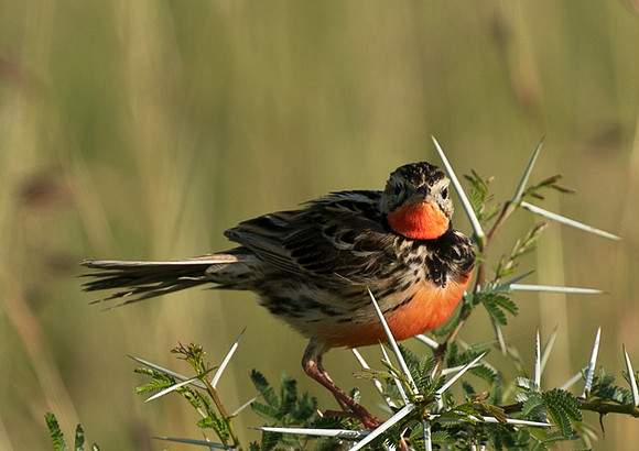 Rosy-brested longclaw - Grumeti