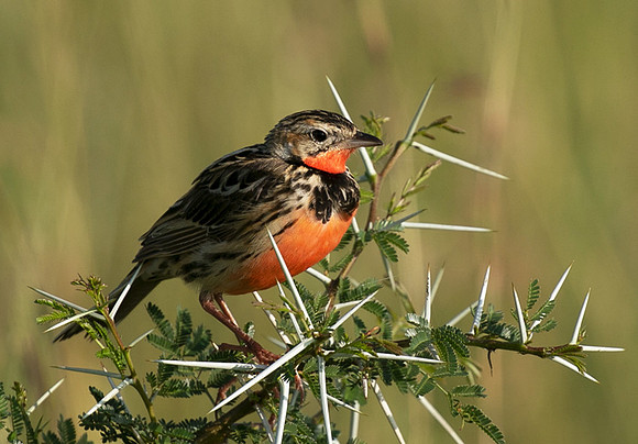 Rosy-brested longclaw - Grumeti