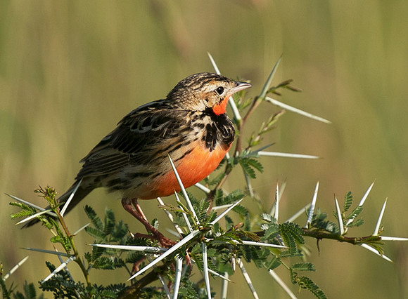 Rosy-brested longclaw - Grumeti