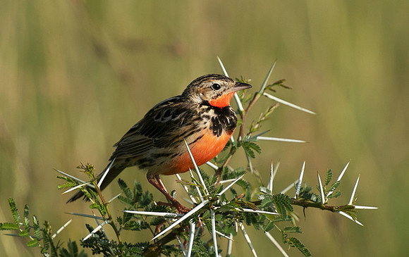 Rosy-brested longclaw - Grumeti