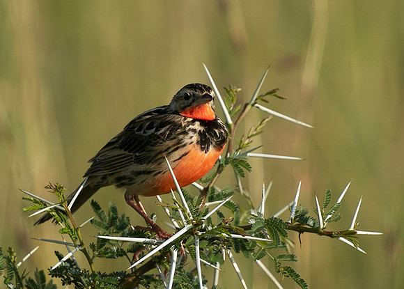 Rosy-brested longclaw - Grumeti