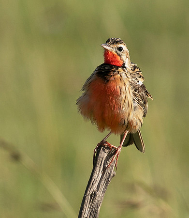 Rosy-brested longclaw - Grumeti