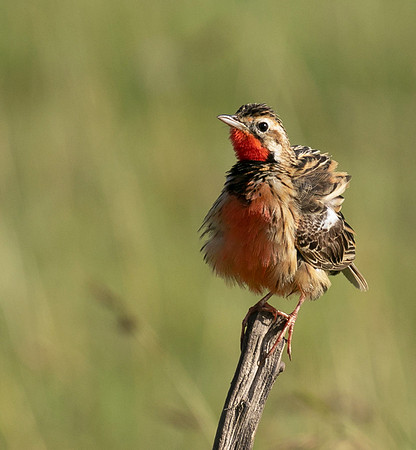 Rosy-brested longclaw - Grumeti