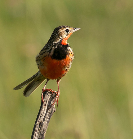 Rosy-brested longclaw - Grumeti