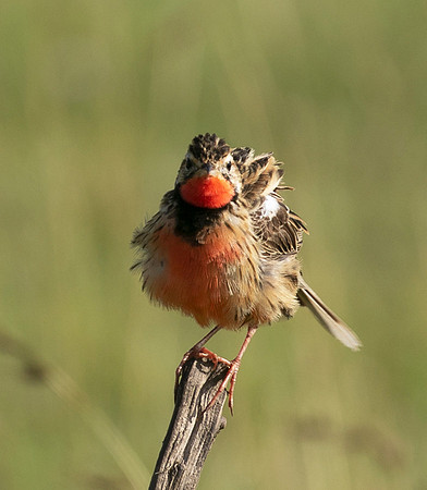 Rosy-brested longclaw - Grumeti