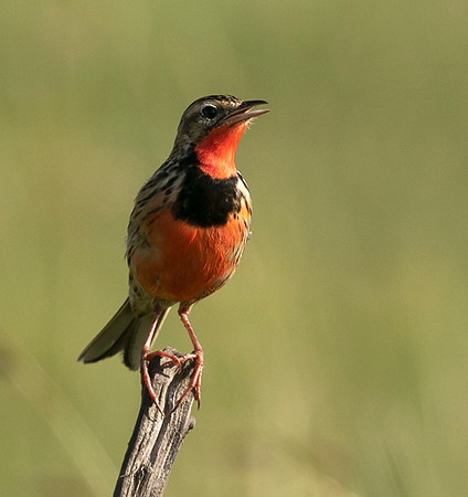 Rosy-brested longclaw - Grumeti