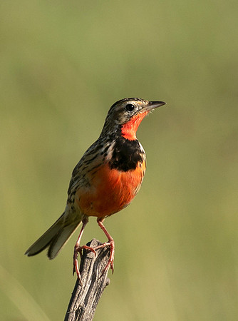 Rosy-brested longclaw - Grumeti
