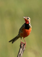 Rosy-brested longclaw - Grumeti