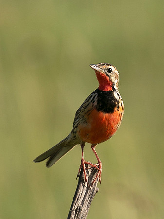 Rosy-brested longclaw - Grumeti