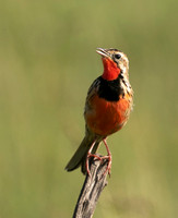Rosy-brested longclaw - Grumeti