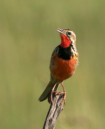 Rosy-brested longclaw - Grumeti
