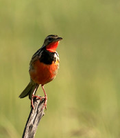 Rosy-brested longclaw - Grumeti