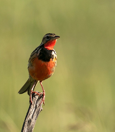 Rosy-brested longclaw - Grumeti