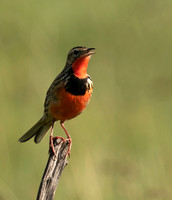 Rosy-brested longclaw - Grumeti