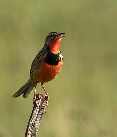 Rosy-brested longclaw - Grumeti