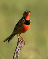 Rosy-brested longclaw - Grumeti