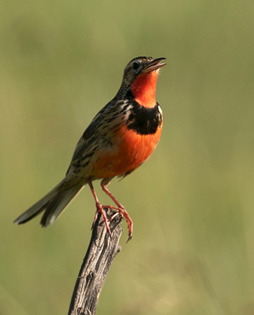 Rosy-brested longclaw - Grumeti