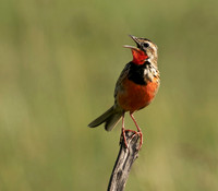Rosy-brested longclaw - Grumeti