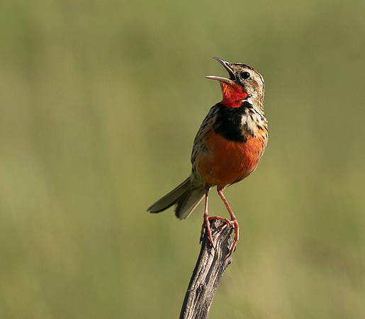 Rosy-brested longclaw - Grumeti