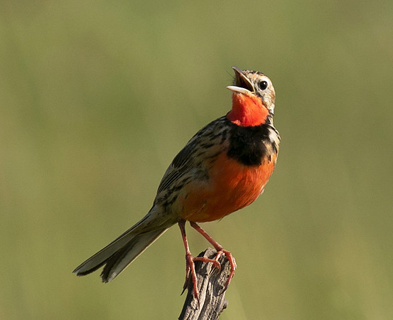 Rosy-brested longclaw - Grumeti