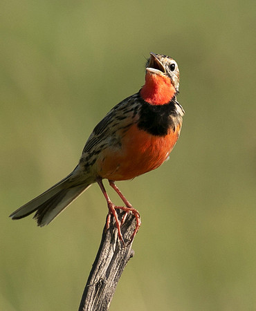 Rosy-brested longclaw - Grumeti