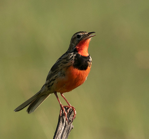 Rosy-brested longclaw - Grumeti