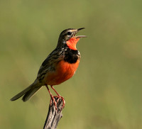 Rosy-brested longclaw - Grumeti