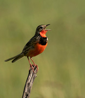 Rosy-brested longclaw - Grumeti