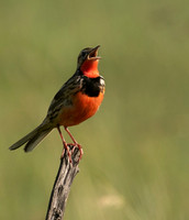 Rosy-brested longclaw - Grumeti