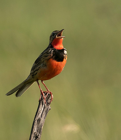 Rosy-brested longclaw - Grumeti