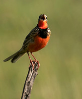 Rosy-brested longclaw - Grumeti