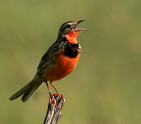 Rosy-brested longclaw - Grumeti