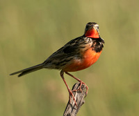 Rosy-brested longclaw - Grumeti