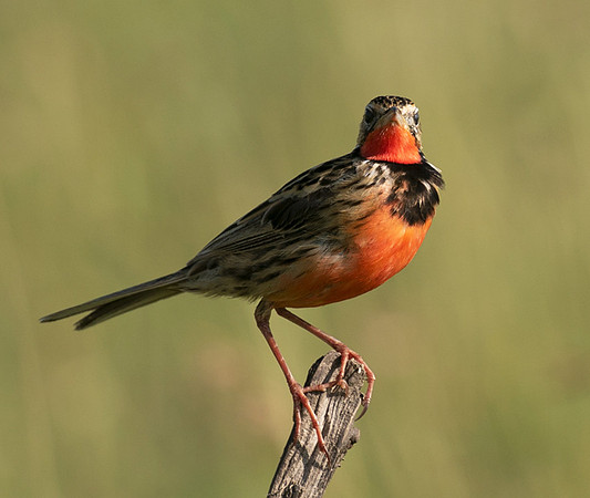 Rosy-brested longclaw - Grumeti
