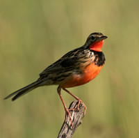 Rosy-brested longclaw - Grumeti