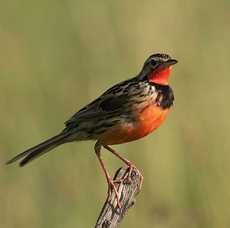 Rosy-brested longclaw - Grumeti